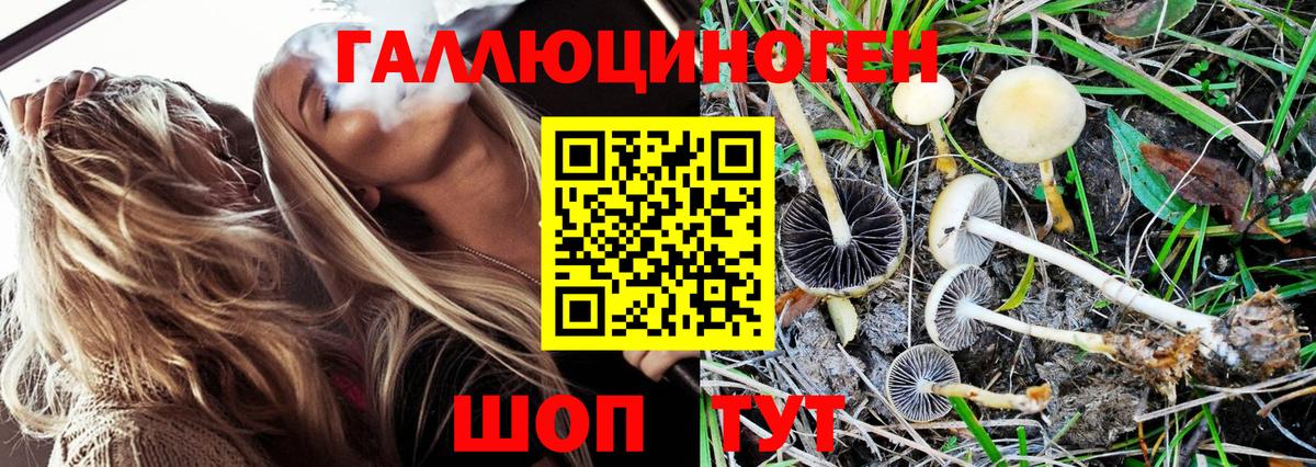 Галлюциногенные грибы прущие грибы  Кимры  Псилоцибиновые грибы Magic Shrooms 